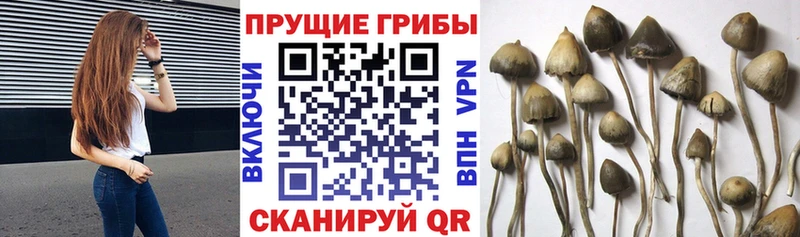 Галлюциногенные грибы прущие грибы  Сочи 